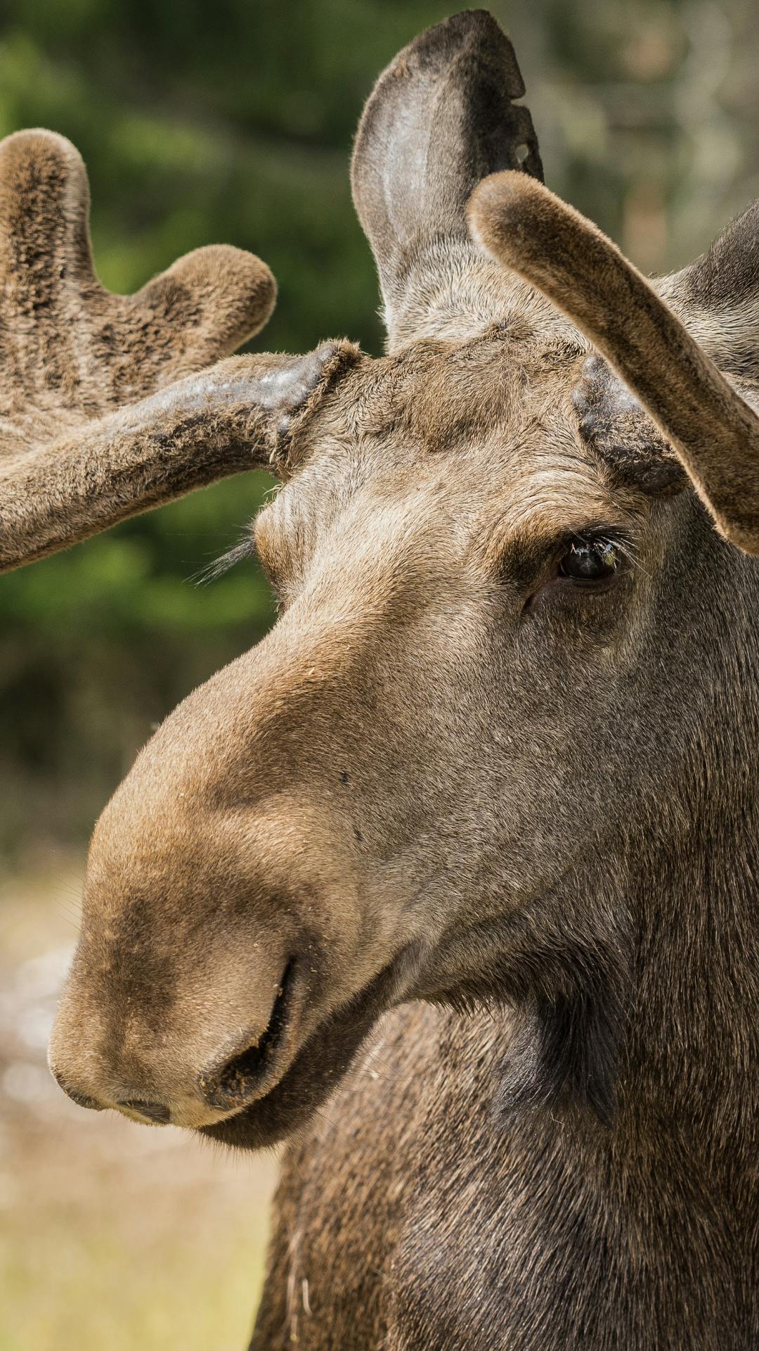 A moose on the trail to Darby Canyon Wind Caves, a part of the Yellowstone Teton Territory.